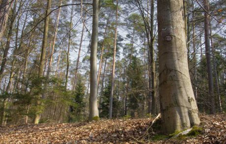Natur und Wälder rund um unsere Gebäude.