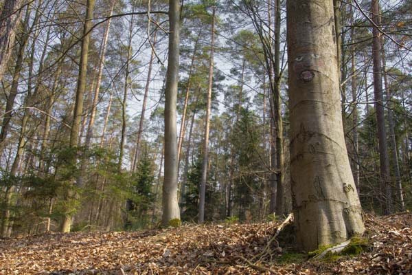 Natur pur rund um das Haus.